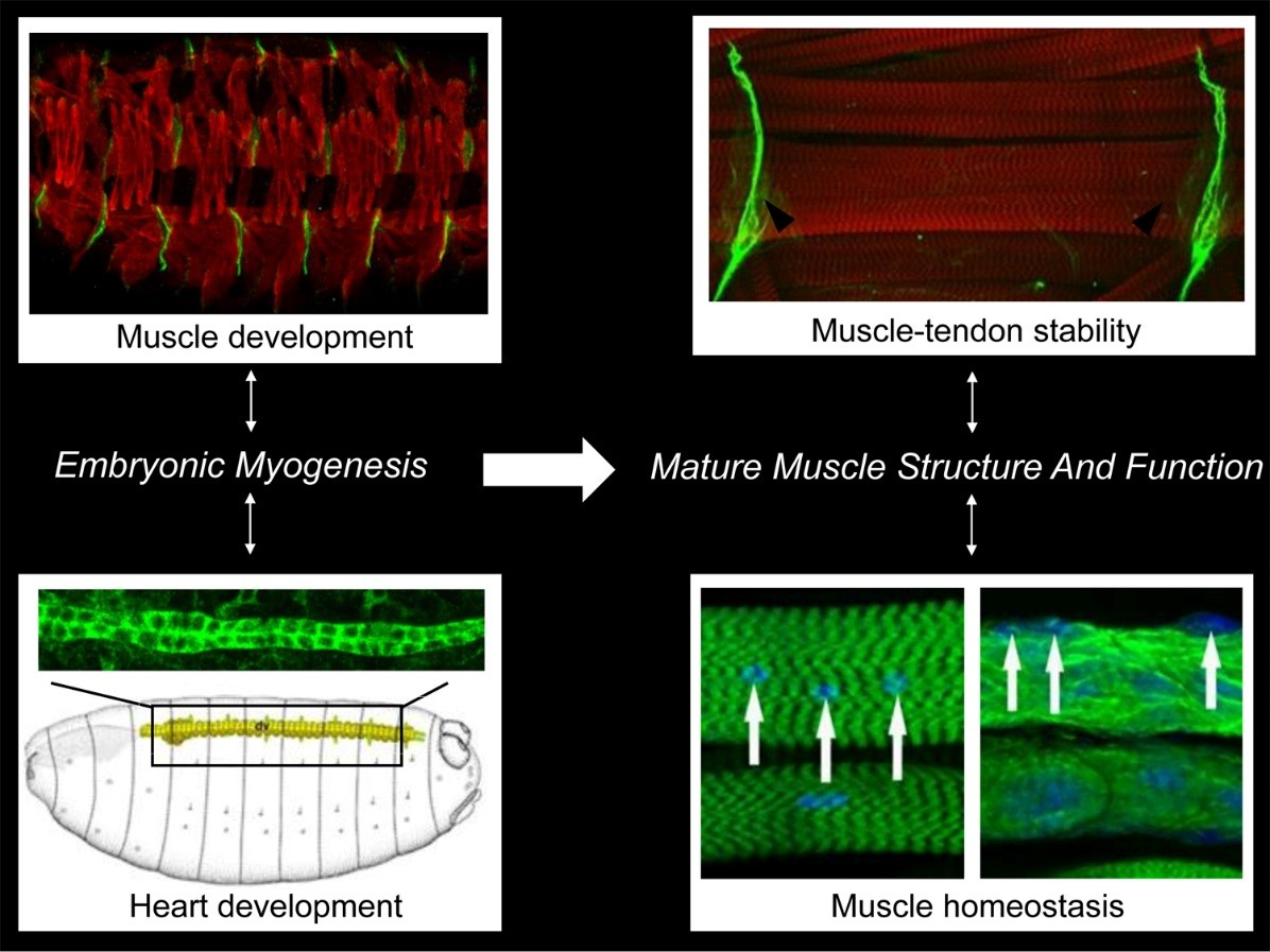 Muscle Overview