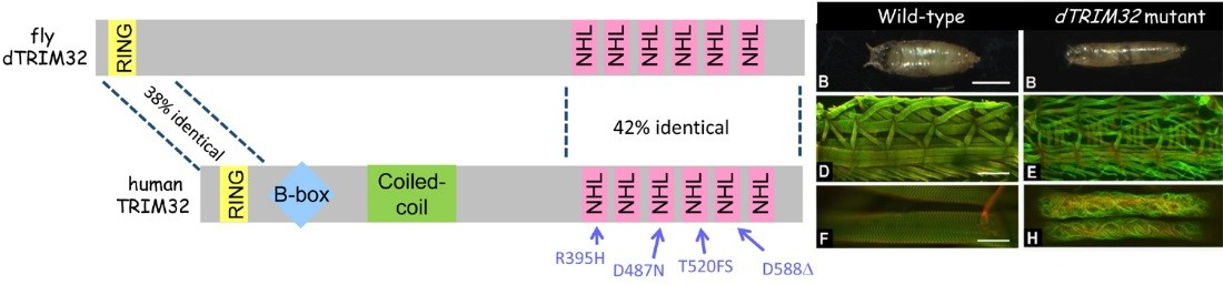 dTrim32 mutant