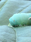 caterpillar head