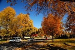 Fall Colors of KSU