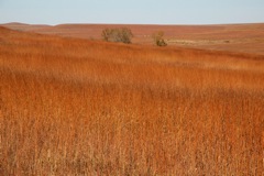 Tallgrass National Reserve