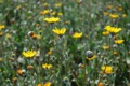 Desert Sunflowers