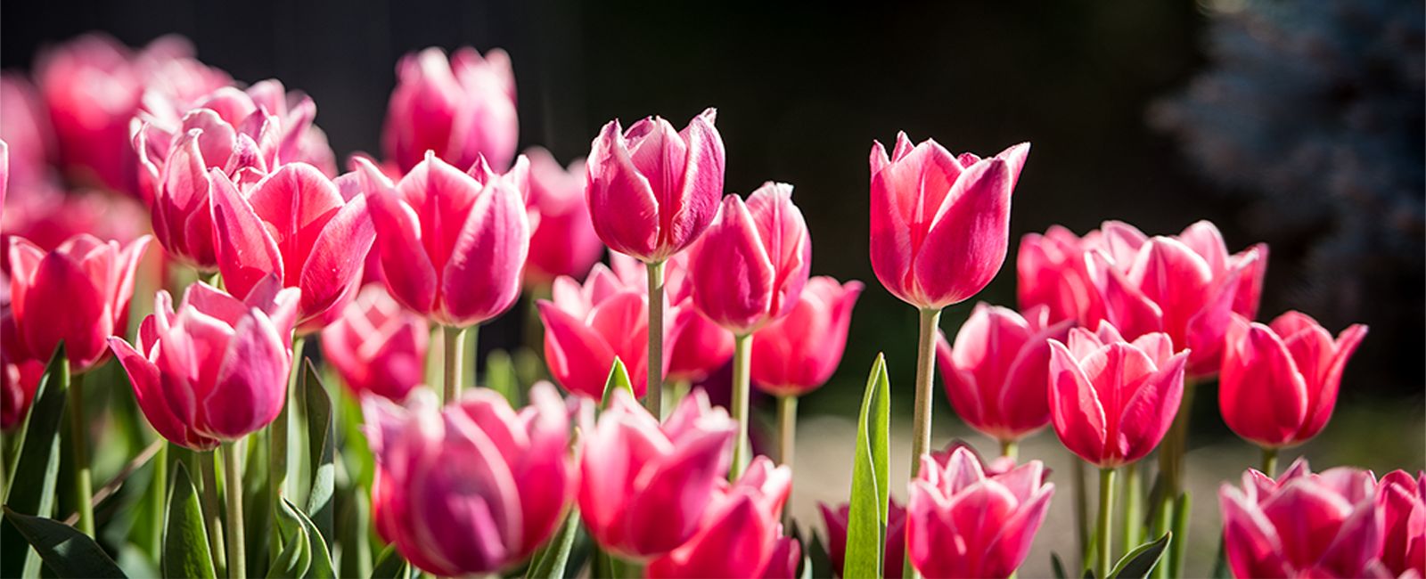 Holton Hall on the K-State campus.
