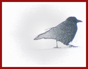 cold crow small