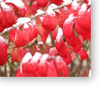 burning bush