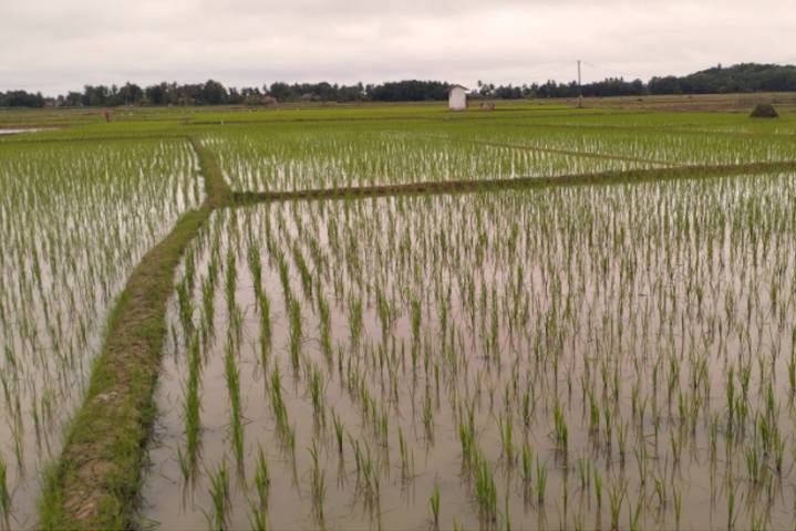 Rice growing in the field