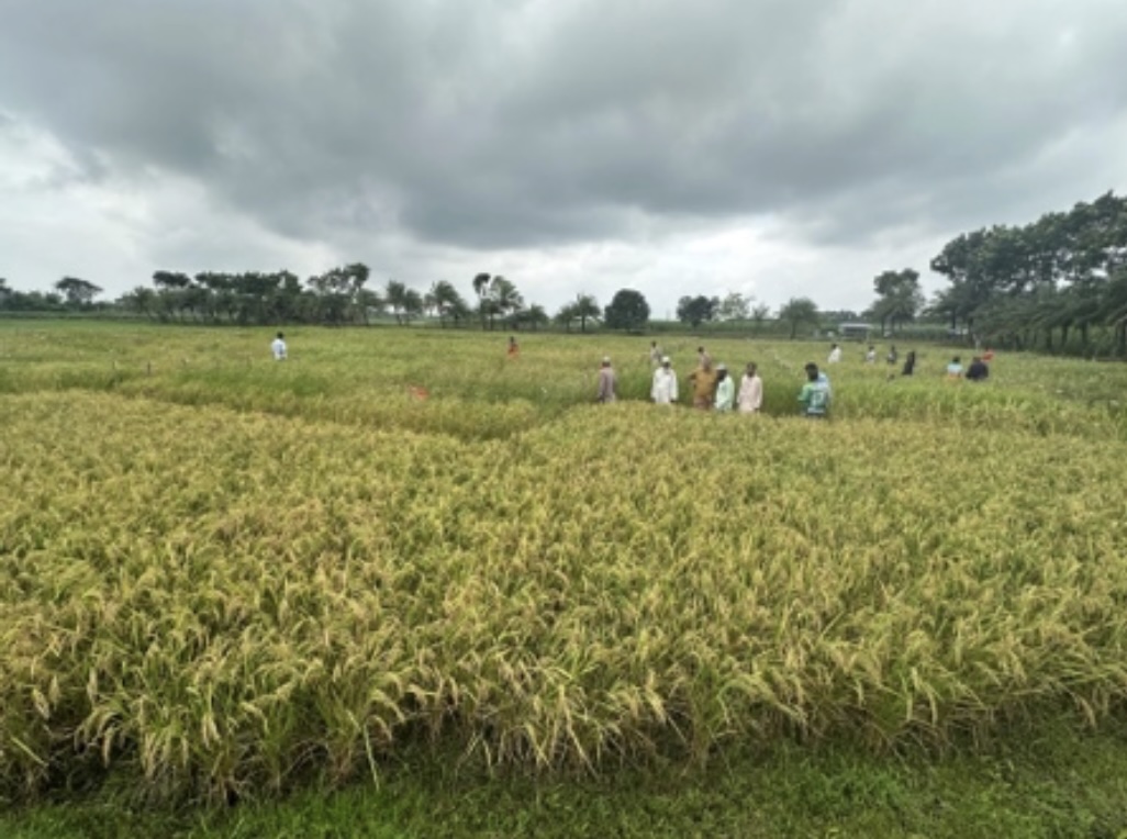 Heat-tolerant rice research