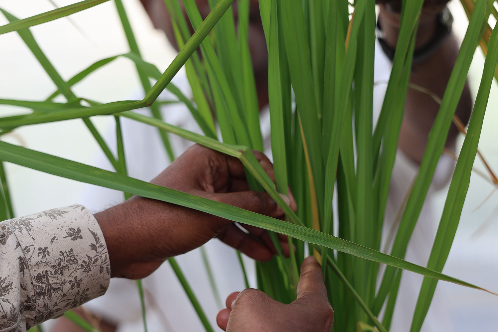 Rice Blast Disease