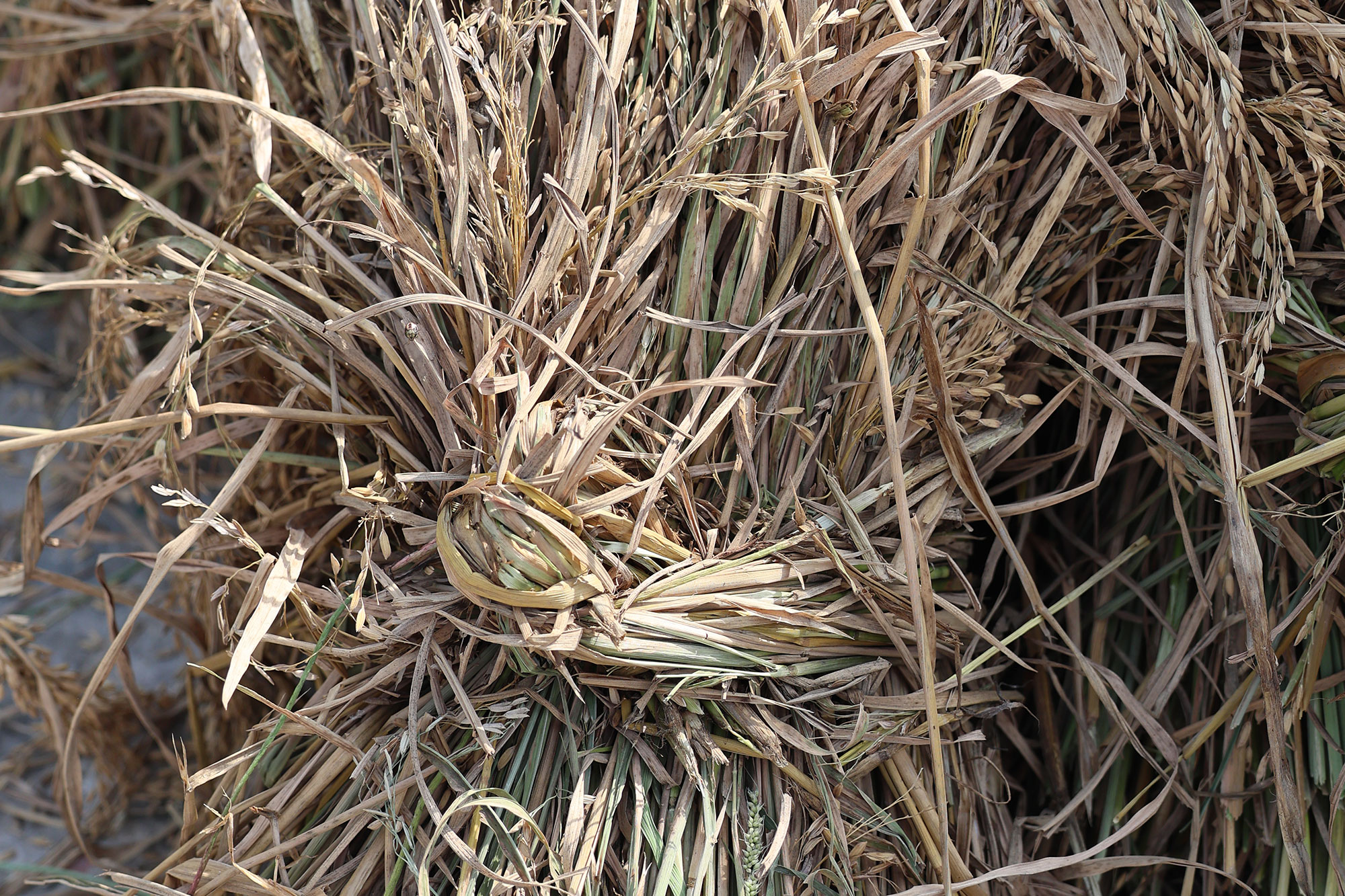 Rice drought
