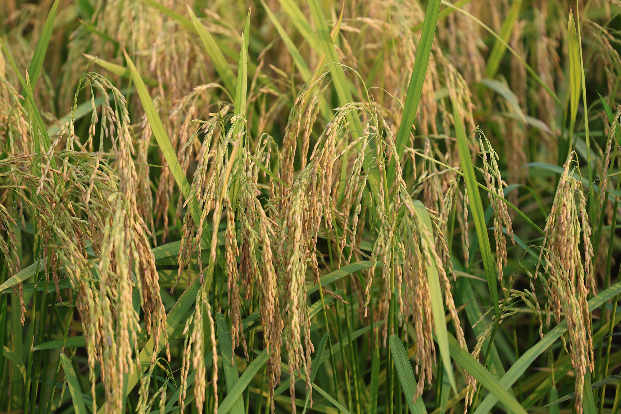 Rice heat