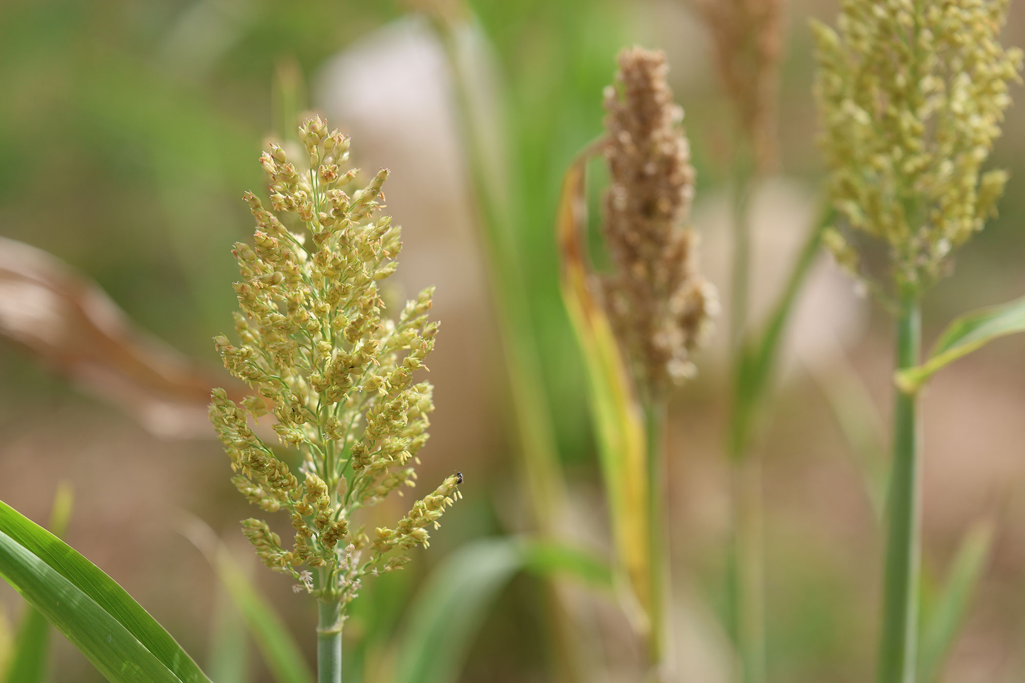 Sorghum drought