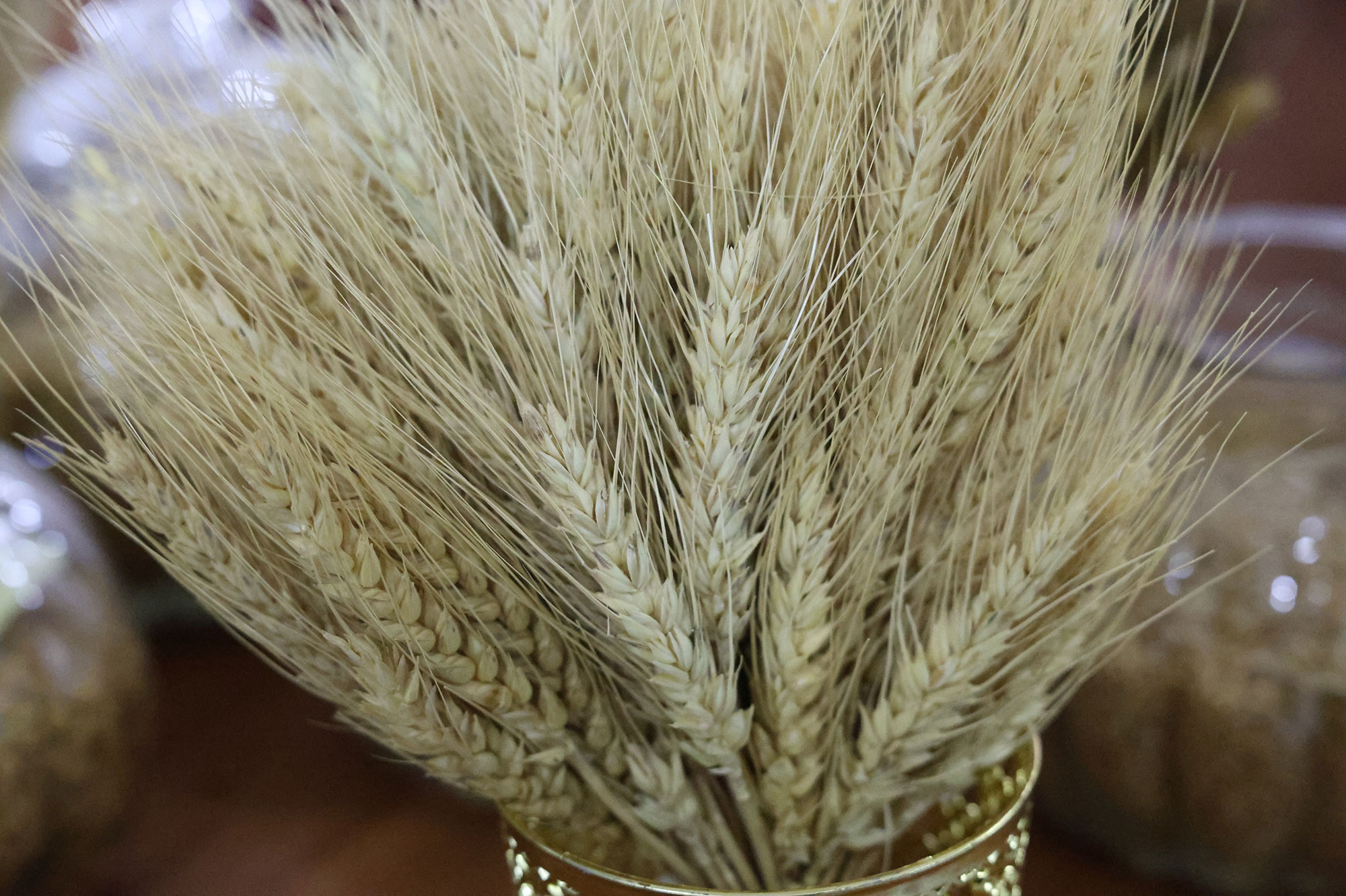 Wheat disease