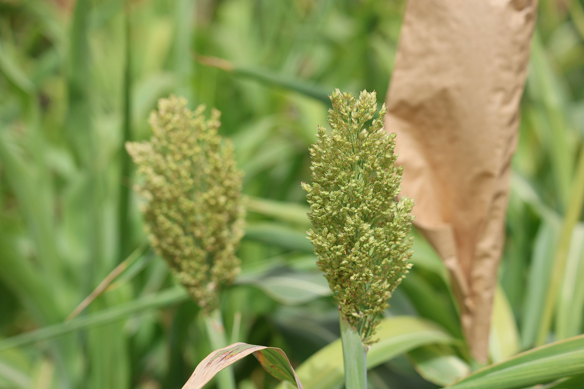 Sorghum drought