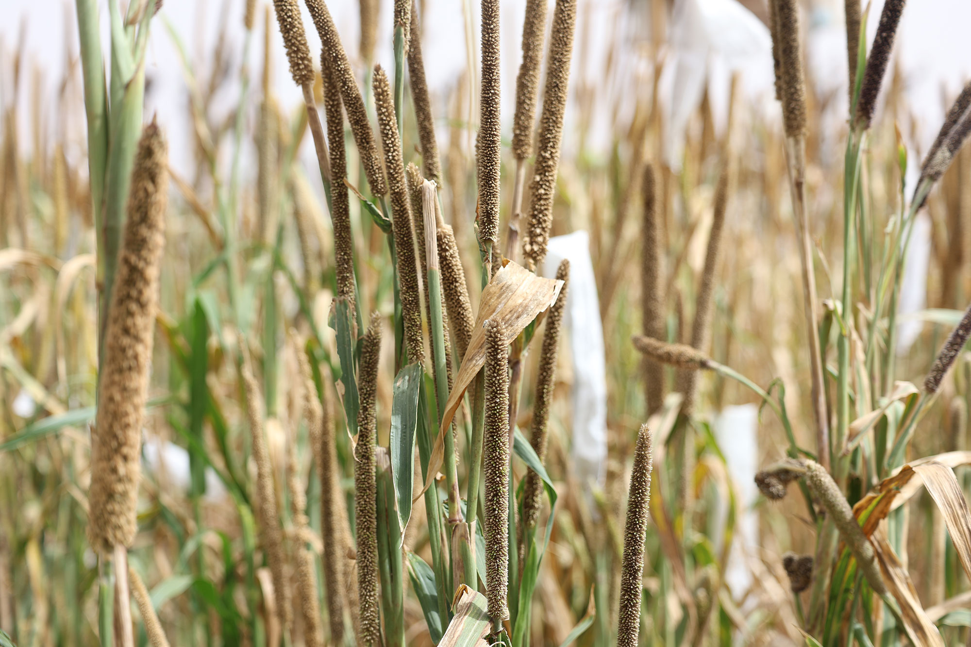 Pearl Millet drought heat