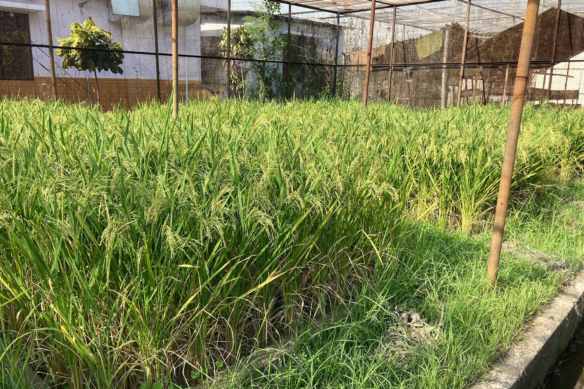 Rice flood