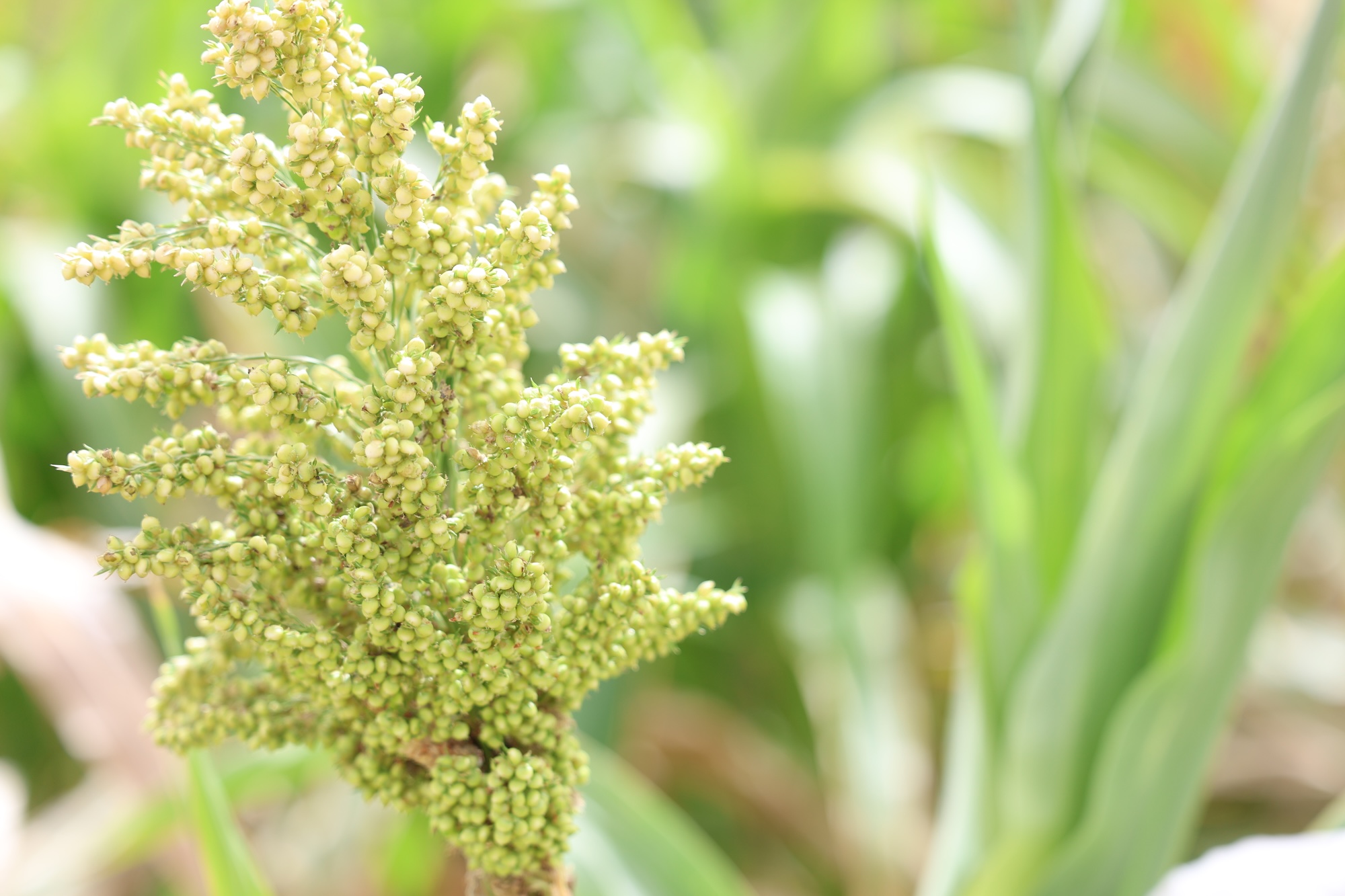 sorghum