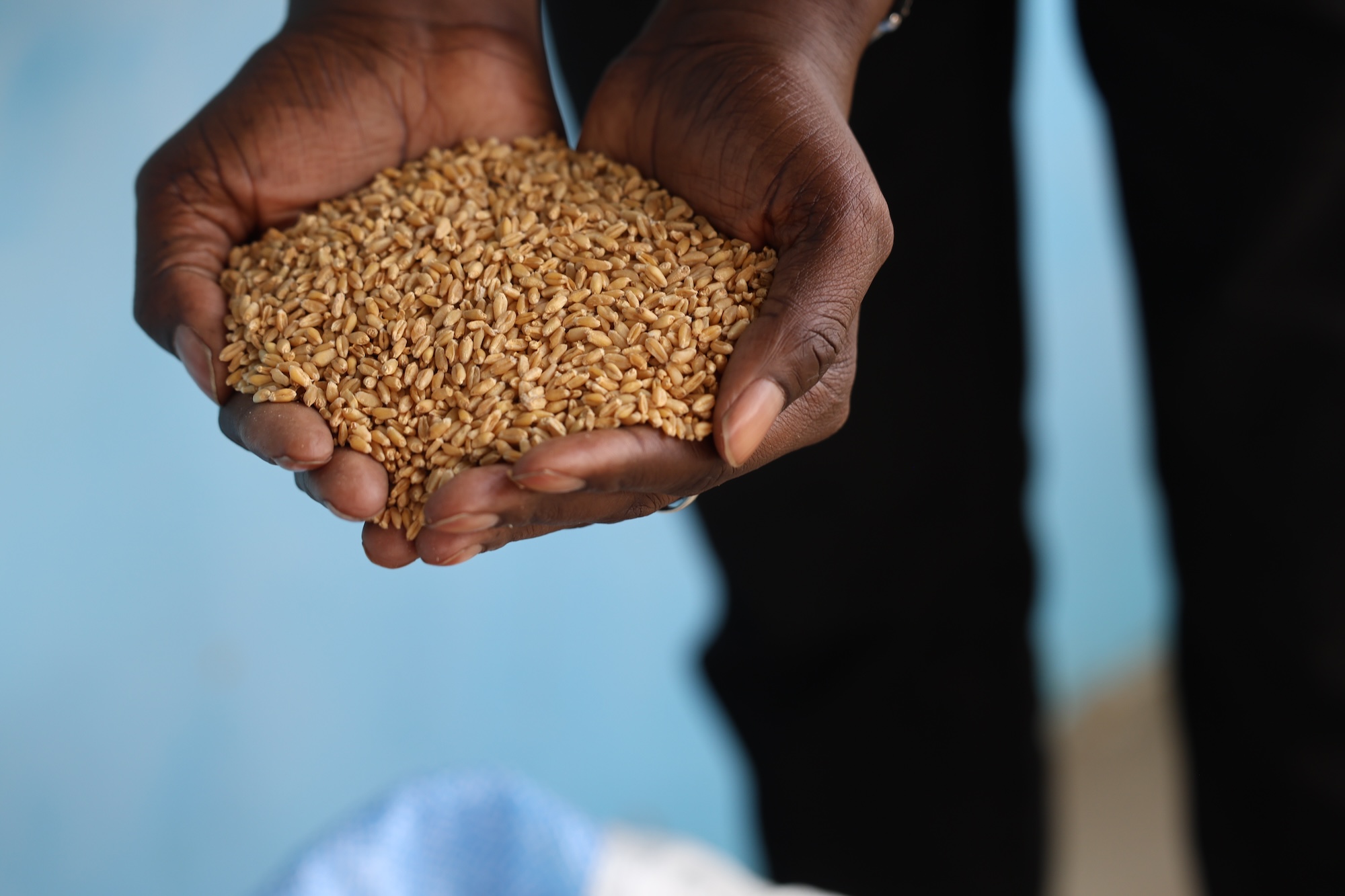 Feed the Future Innovation Lab for Cereals