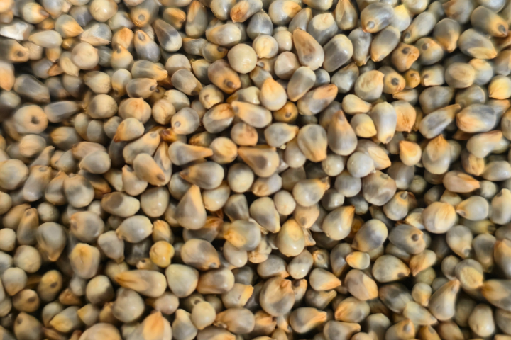 Pearled millet