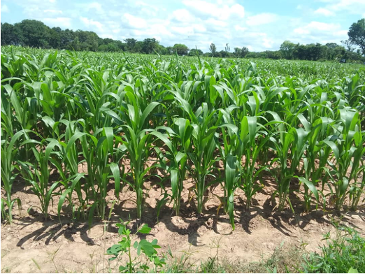 Sorghum drought