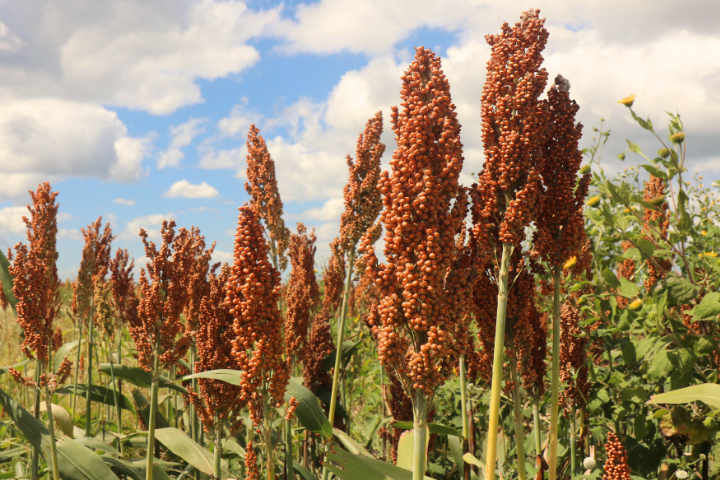 Sorghum in the field