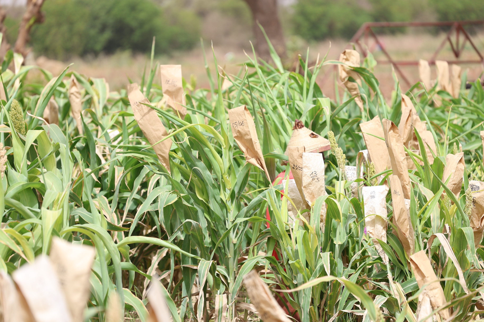 Wheat growing in Senegal