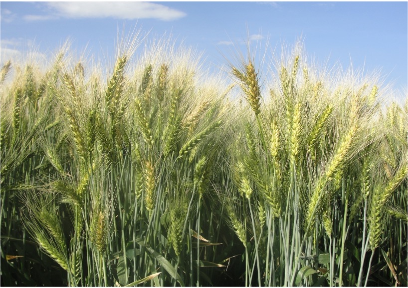 Wheat disease