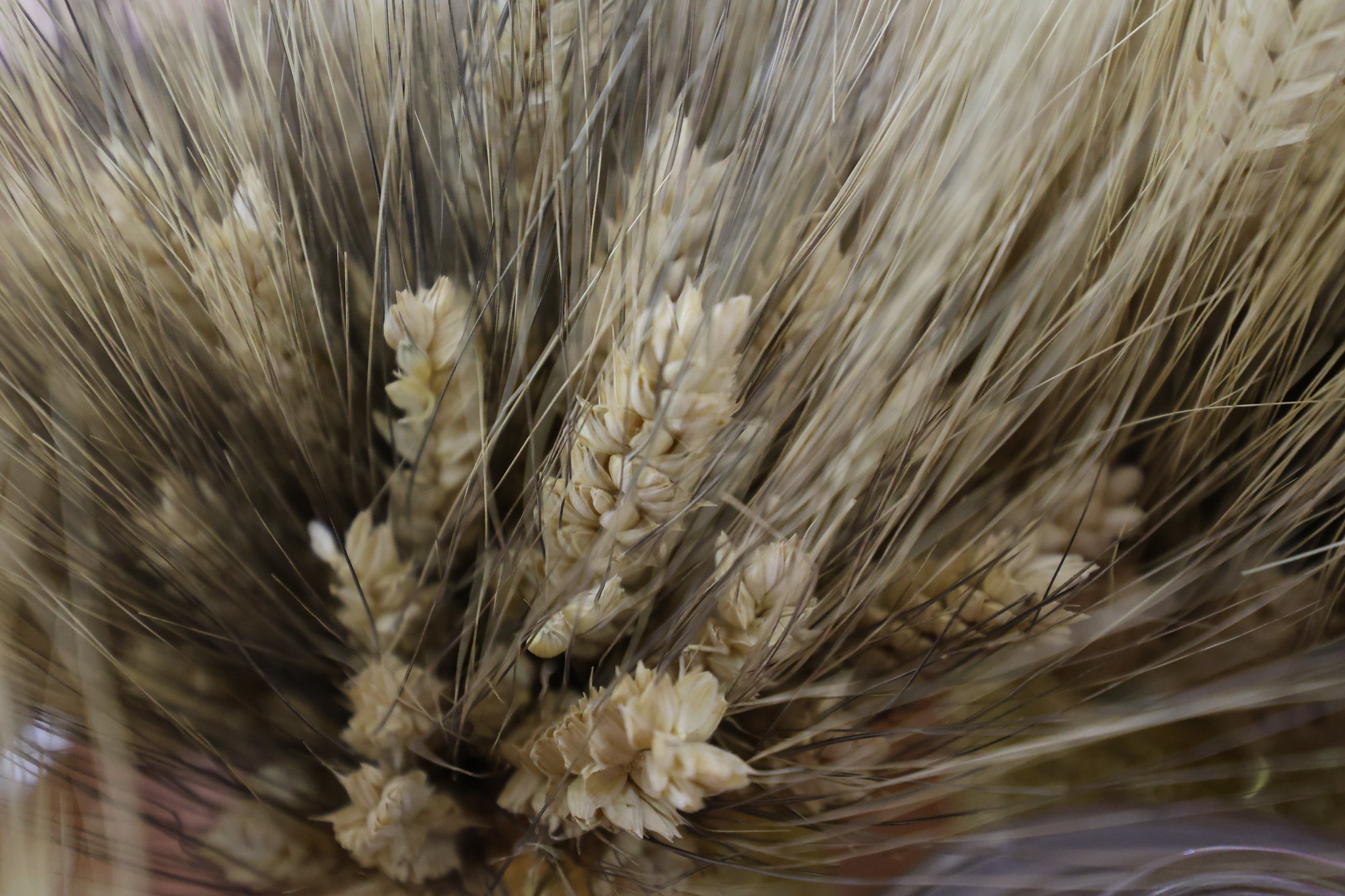 Wheat stalks