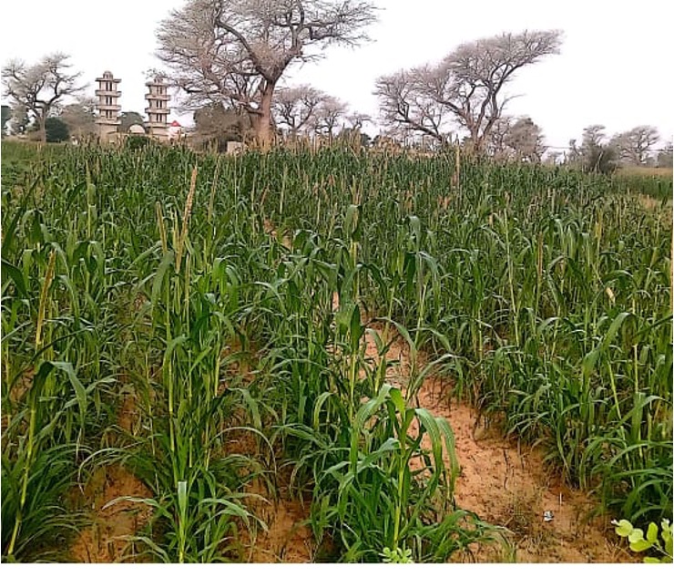 Pearl millet accessions map