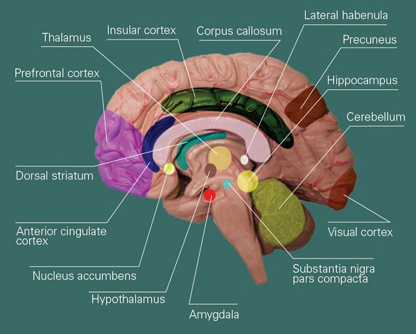 brain regions