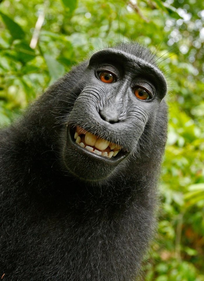 Monkey self portrait (selfie)