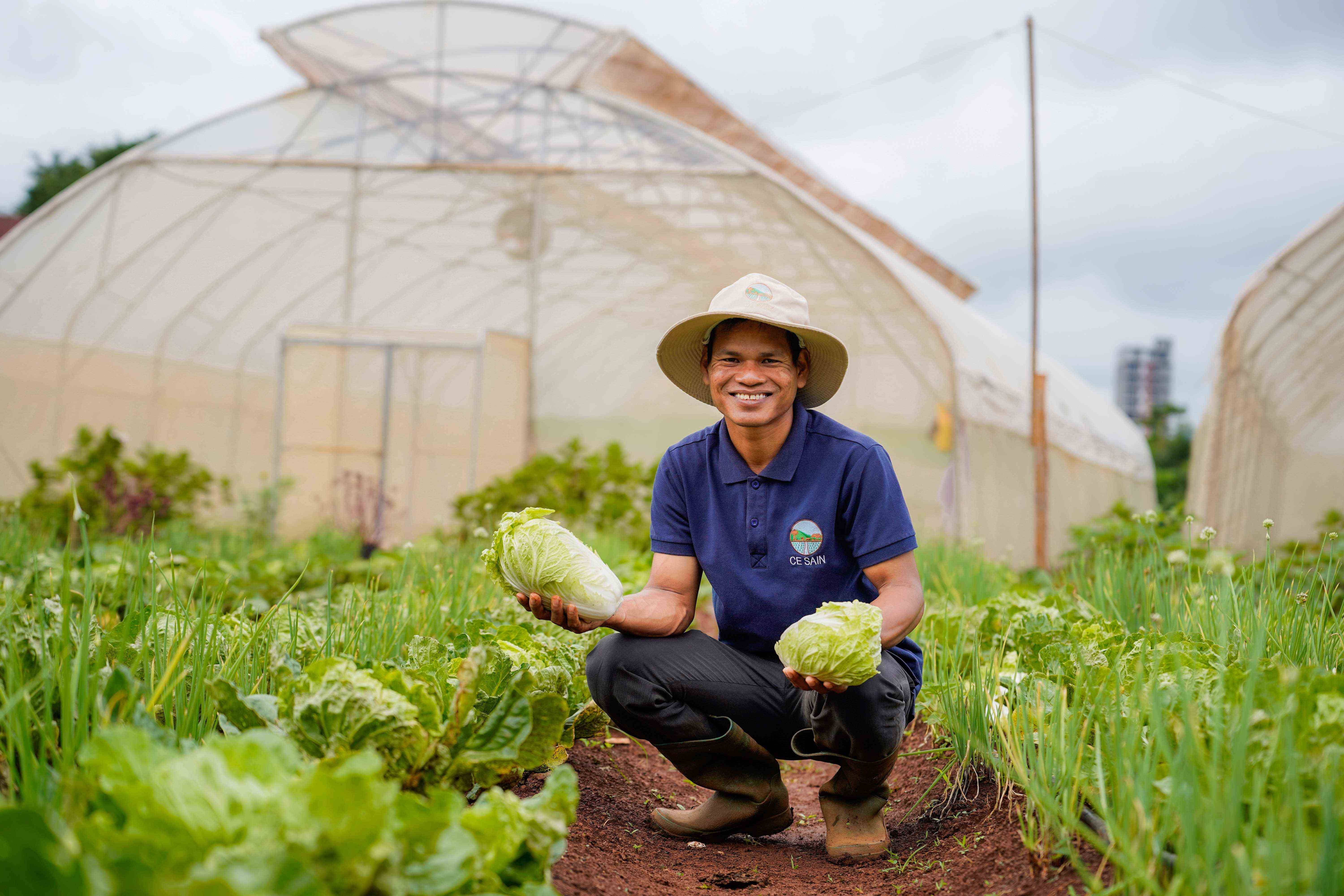 Chinese Cabbage Harvest