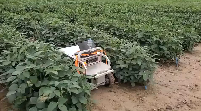 an undercanopy rover in a soybean field