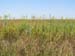 Goldenrod in August