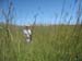 big grass & jesse 2008