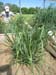 Jeff and switchgrass