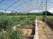 Mesocosm expt with switchgrass