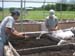 joe and laura planting switchgrass rhizomes