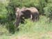 Oh Elephant