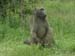 baboon