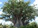 baobab
