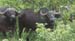 buffalo 3