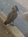 drop the hammerkop