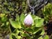 fynbos