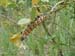 mopane worm