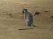 vervet