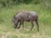 warthog