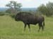 wildebeest
