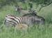 zebras