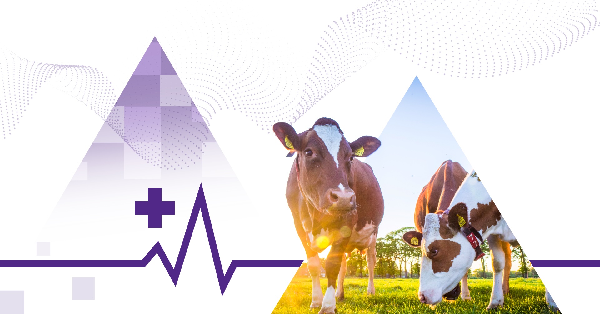 Cattle Health Summit