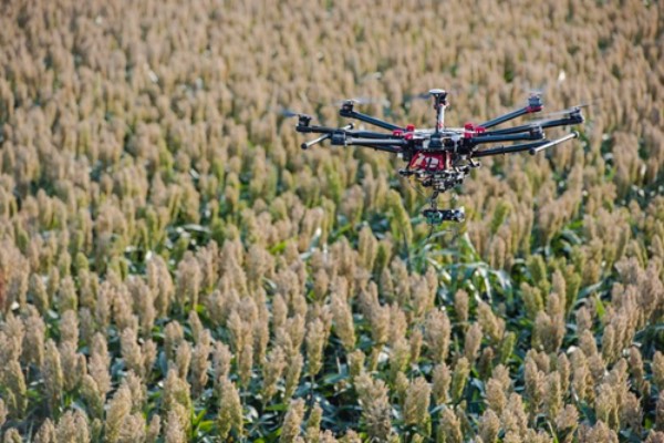 a drone flies above a sorghum field